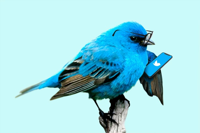 twitter bird and phone